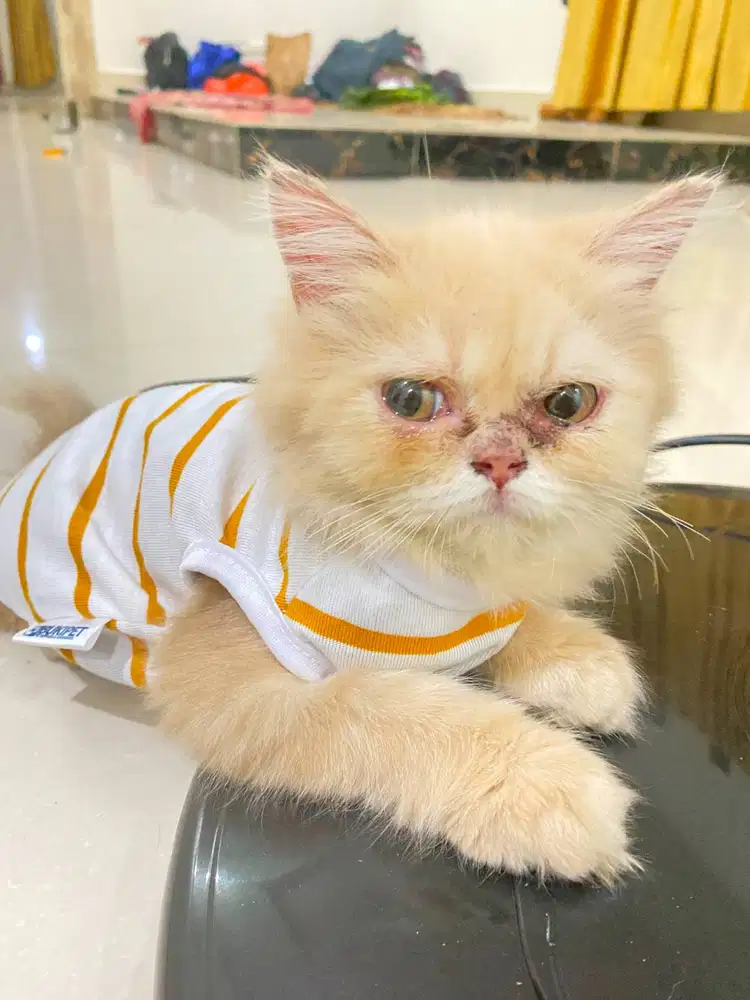 DIJUAL KUCING PERSIA BETINA + LENGKAP   Harga: Rp1.500.000 (nego