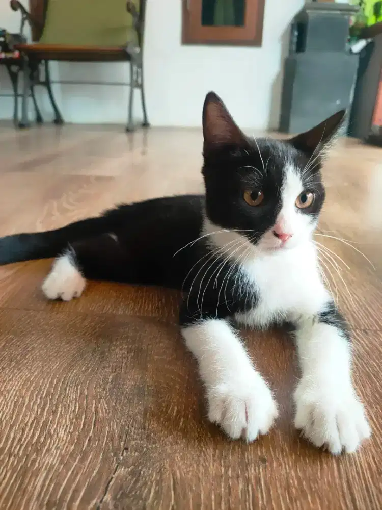 Kitten Munchkin NS