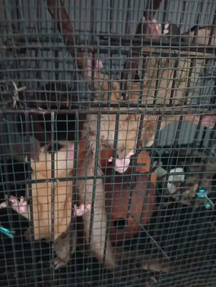 Dijual sepasang sugar glider