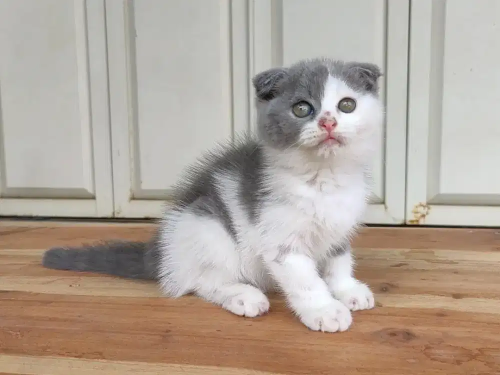 Kucing/ kitten Scottish fold bicolor betina