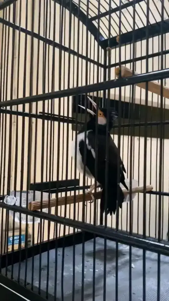 burung jalak suren super berisik bunti ber variasi