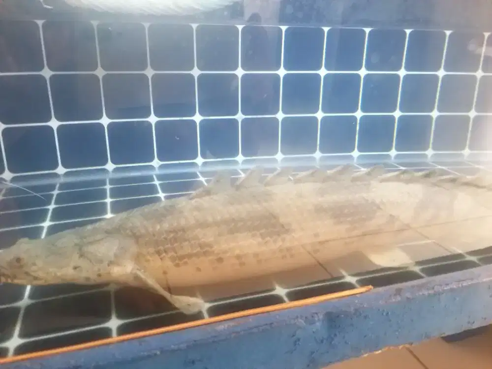 Ikan Palmas jumbo
