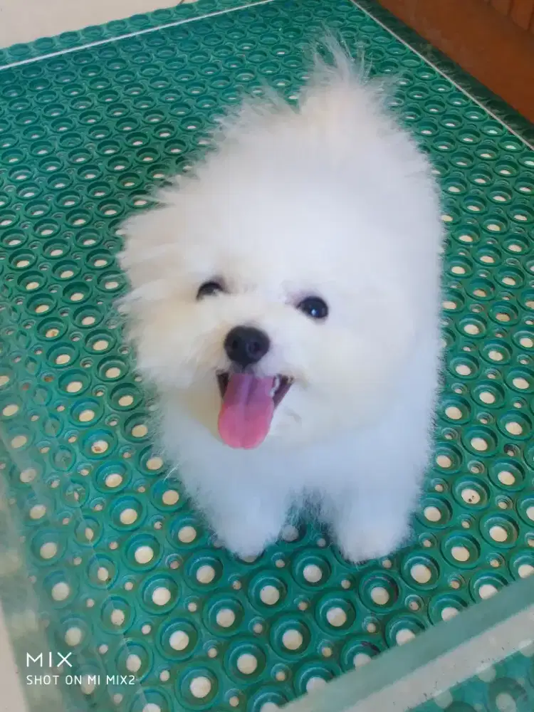 Jual Anakan Super Mini Bichon frise