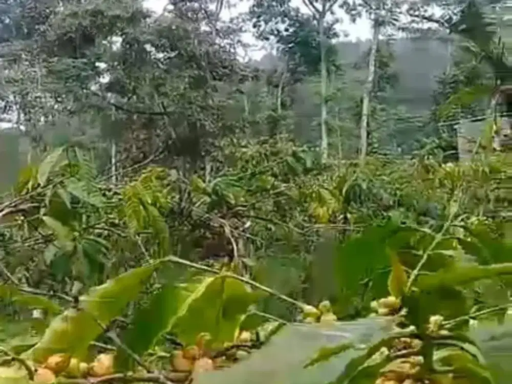 Tanah Kebun Kopi Produksi lokasi Temanggung