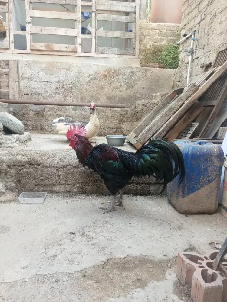 Ayam Pelung Jantan & Mentok Jantan