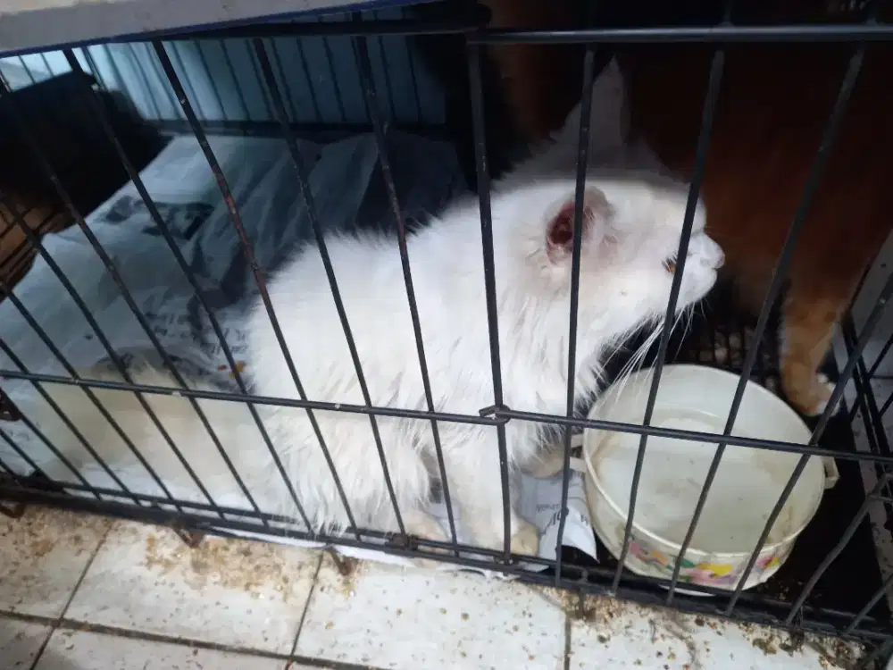 Kucing anggora umur 7 bln