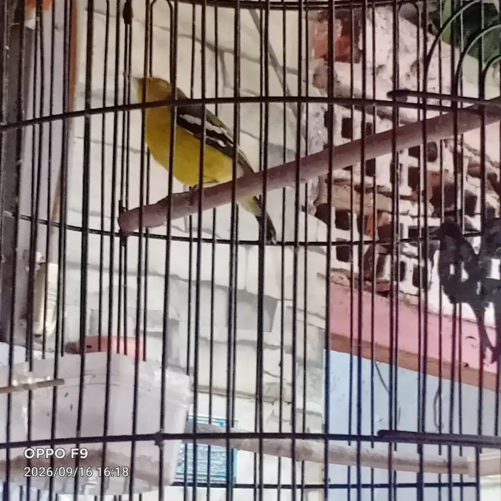Burung Cipow Sumatera Pastrol