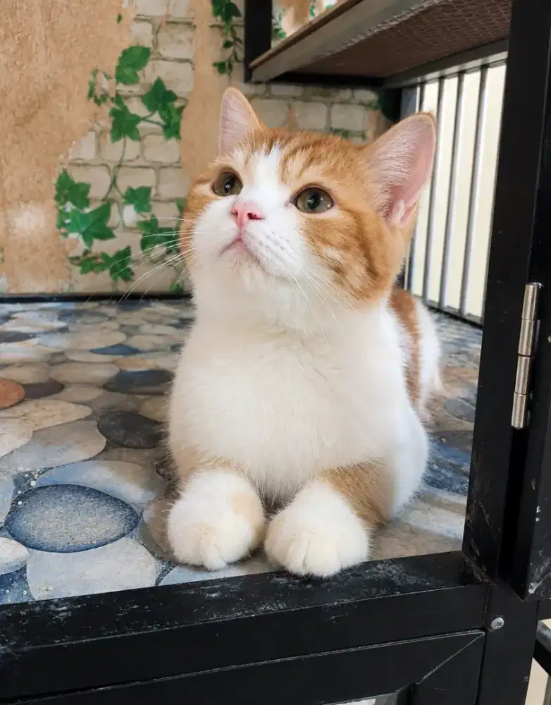 BSH mixbreed jantan bigbone 3 bulan