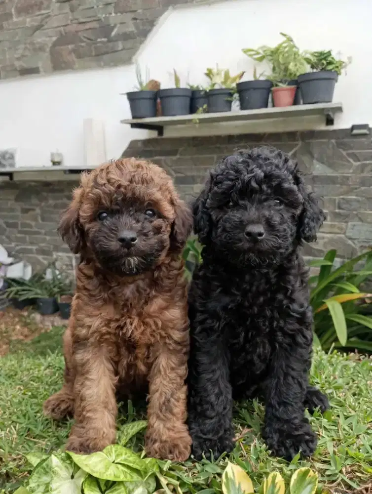 Toy Poodle Puppy