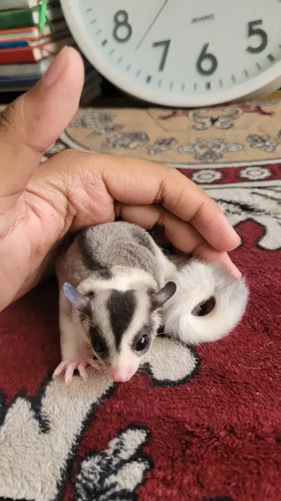 Sugar Glider mozaik bahan bonding