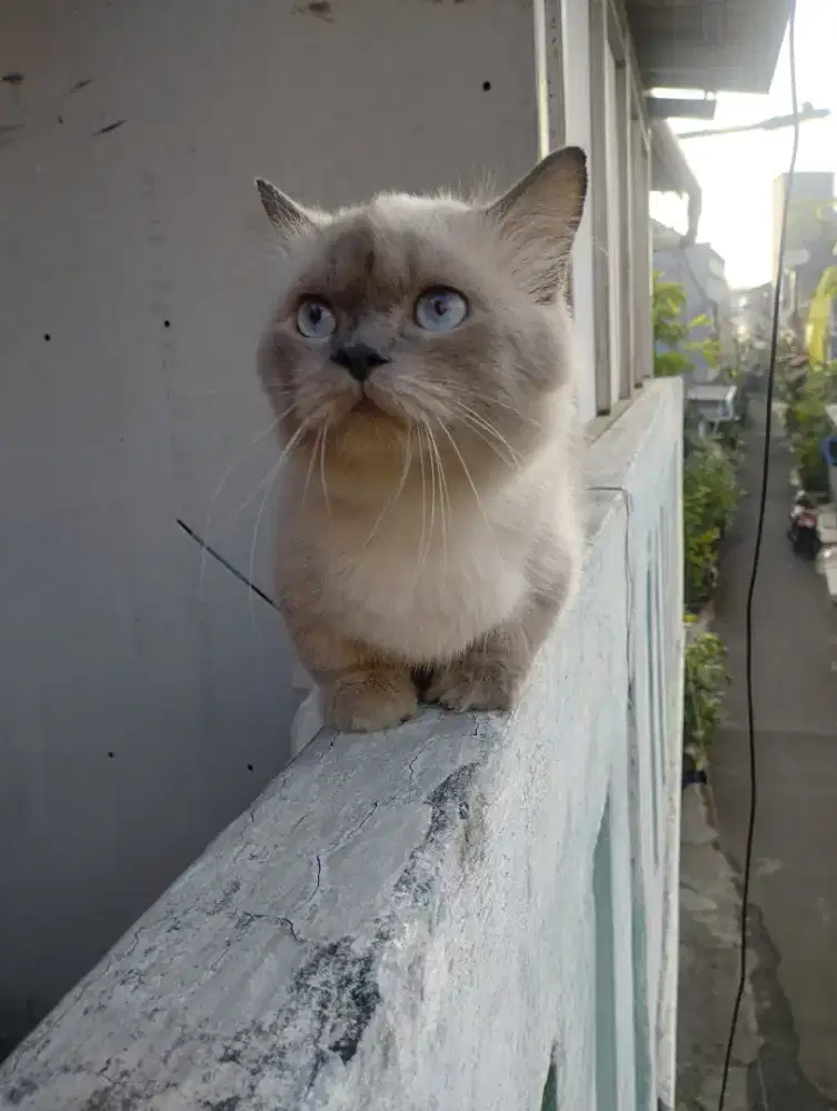 Kucing Munchkin super gemoy Jantan sudah sering kawin
