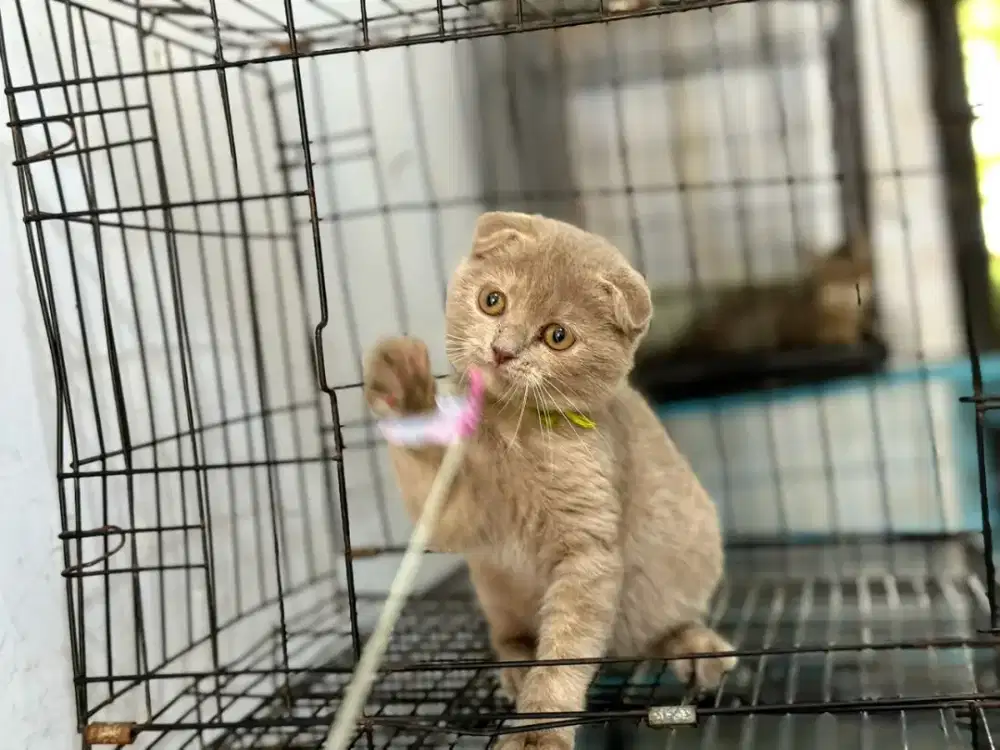 Kucing Scottish fold betina lilac 3,5 bln