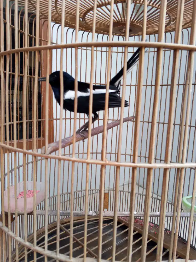 Jual fullset kandang