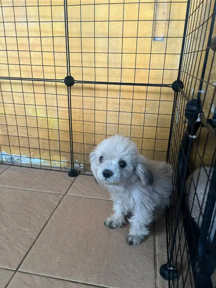 anjing puppy mix breed maltipo poodle