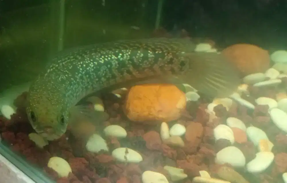 Ikan Chana Asiatica