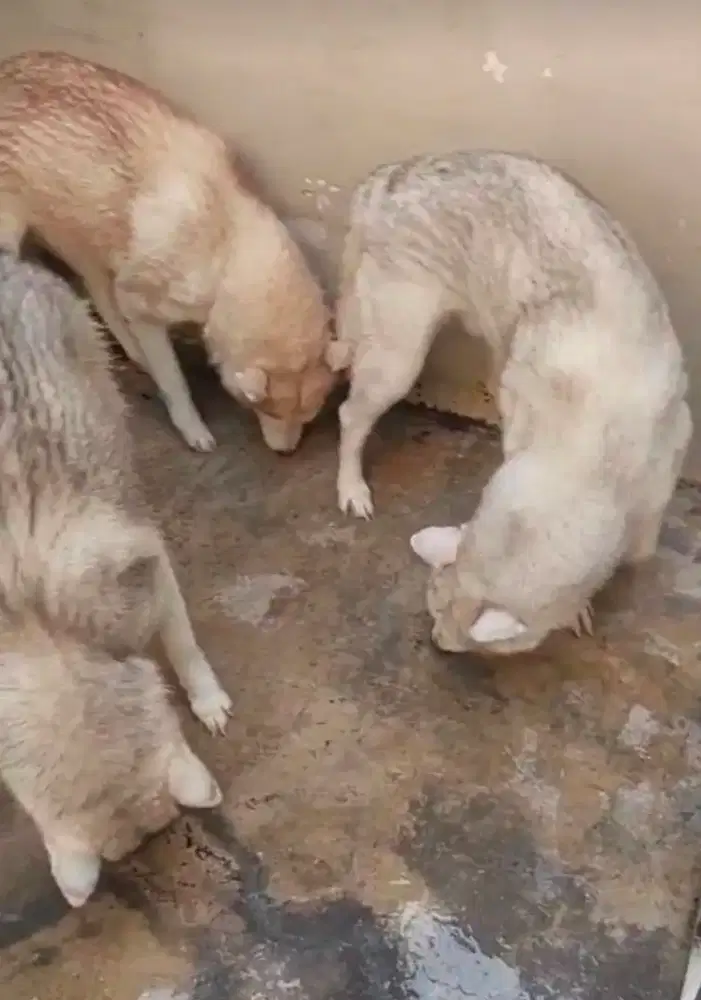 Dijual/semi hibah 4 ekor  anjing husky