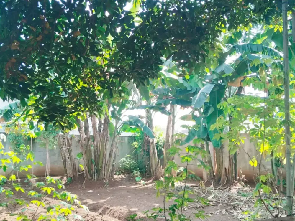 SUPER MURAH! TANAH DIJUAL DI BAWAH NJOP