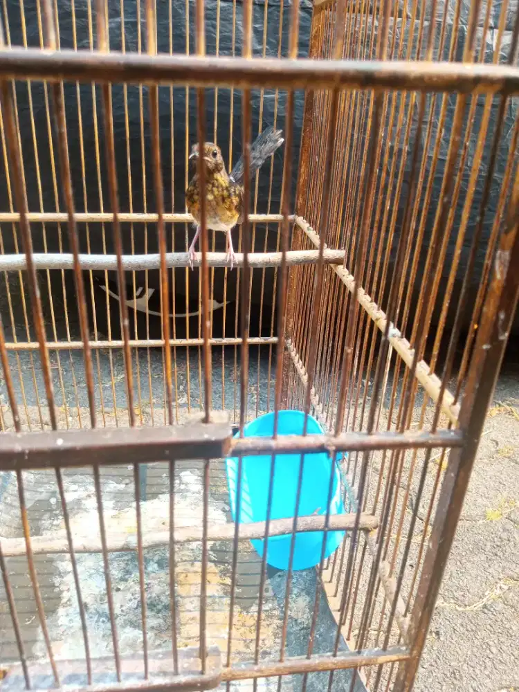 Burung Murai Batu Medan Trotol Fix Jantan