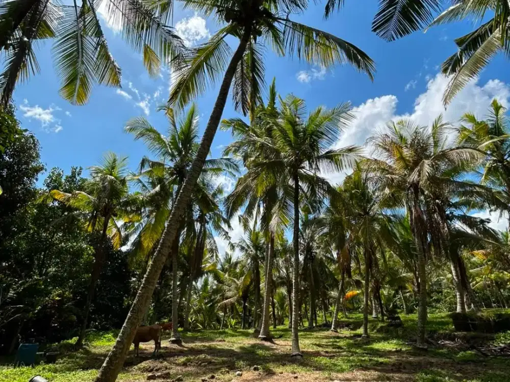 DIJUAL TANAH MURAH STRATEGIS DI KERAMBITAN, TABANAN BALI