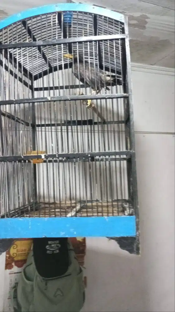 Burung jalak kebo