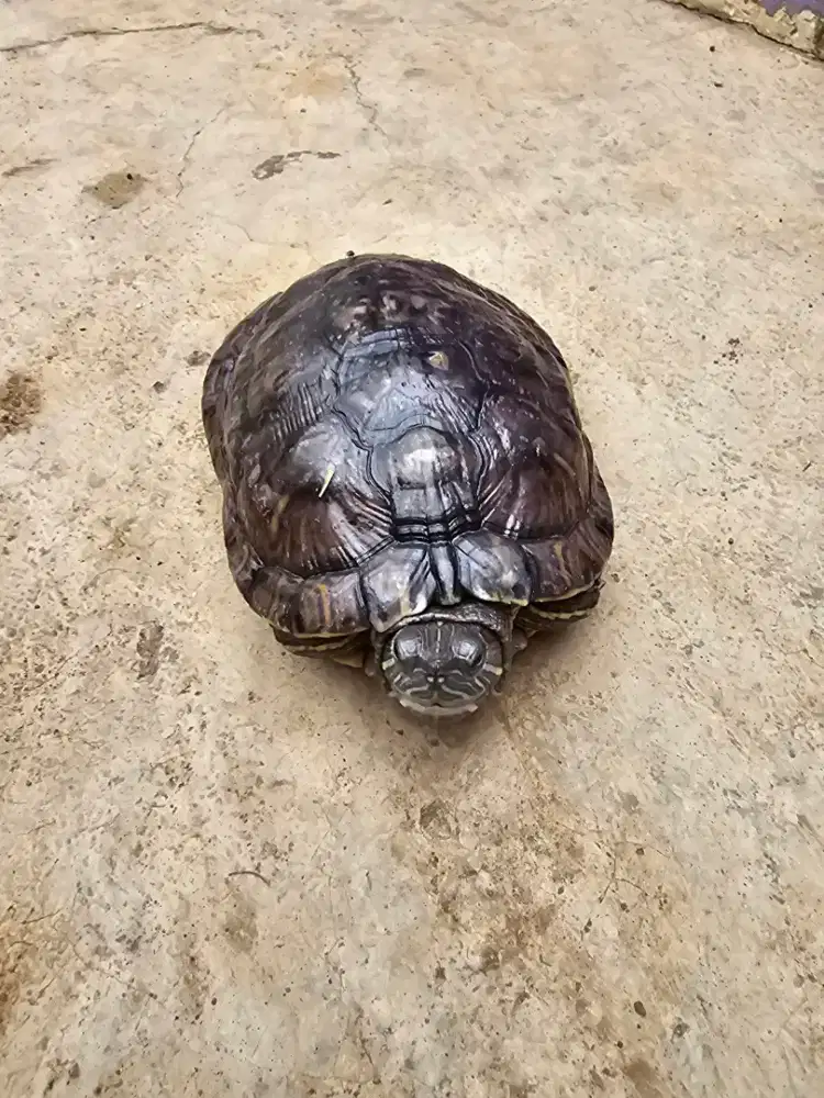 Kura-kura Pipi Merah atau Red-Eared Slider