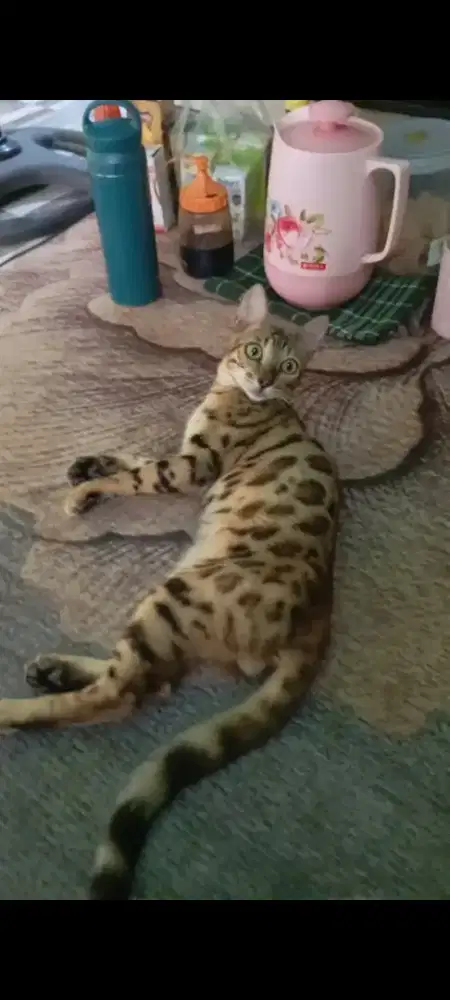 Kucing 7 bulan jantan