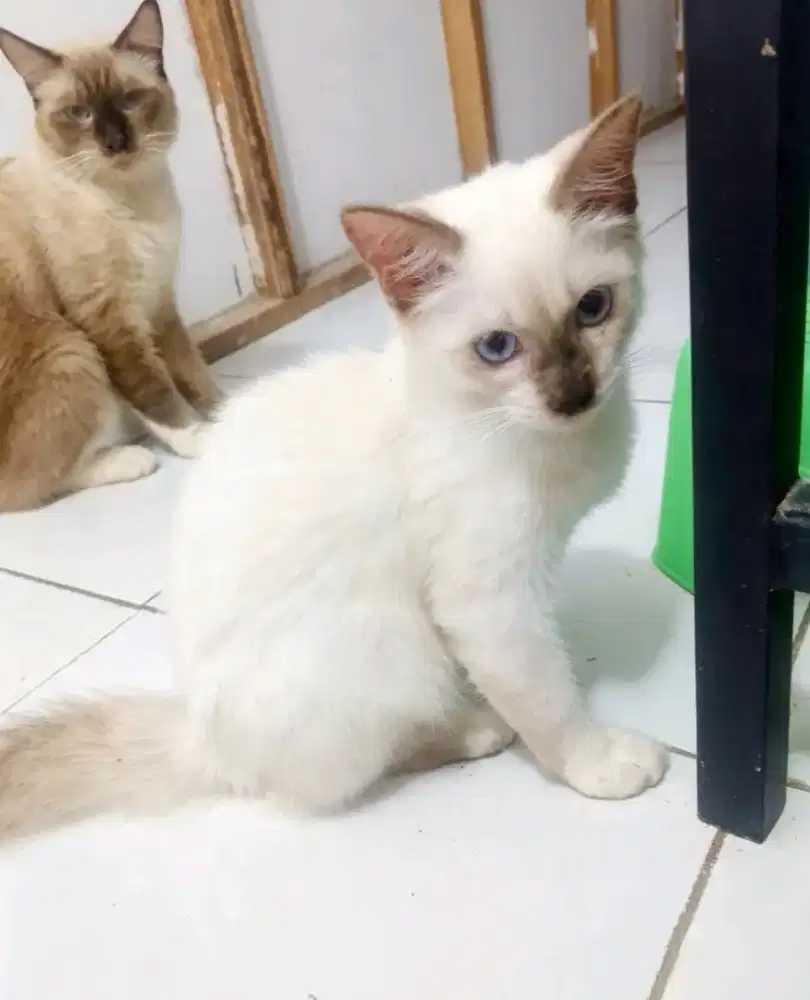 Kitten mixdom simese himalaya+anggora