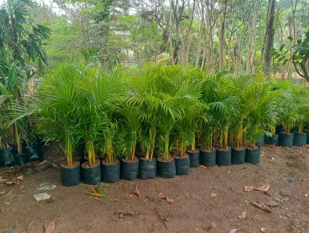 Tanaman hias palem kuning