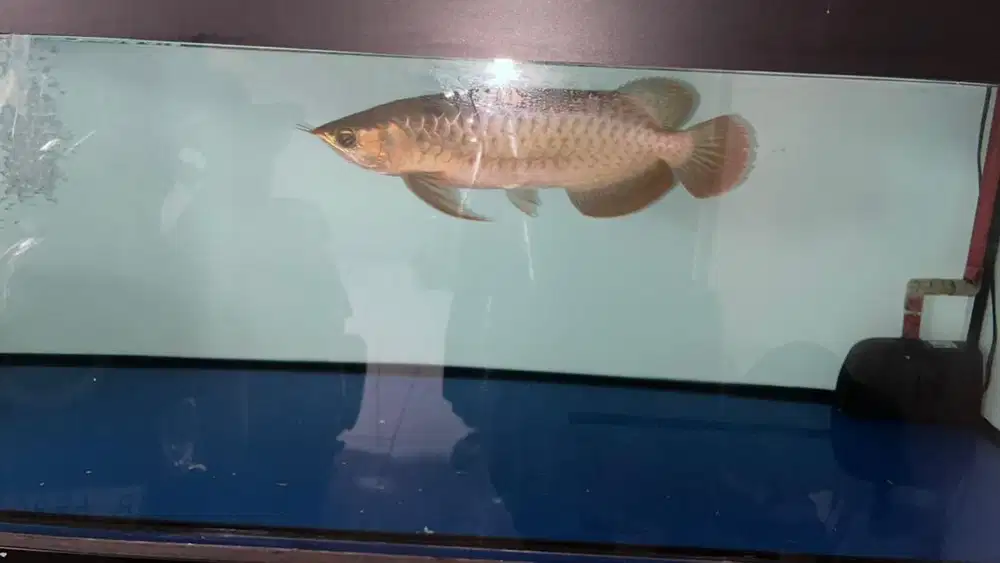 Arwana Superred 28cm