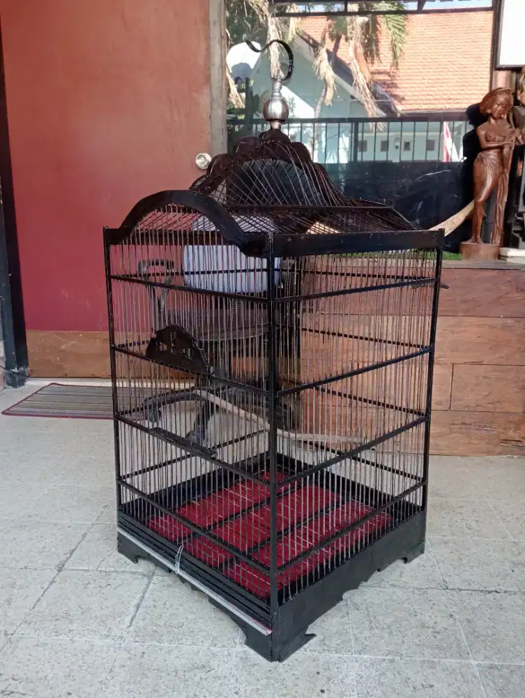 Kurungan burung bekas buat puter
