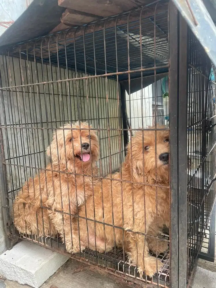 Anjing mini poodle