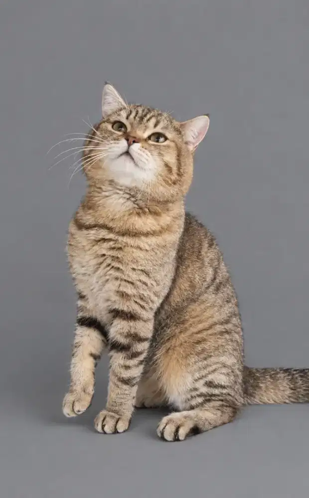 Bsh jantan golden tabby ped