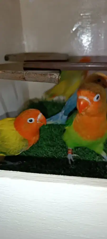 Aneka jenis anakan lovebird