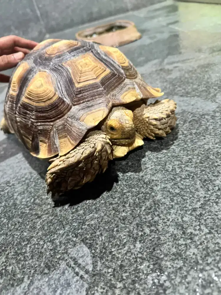 Kura-kura darat Sulcata
