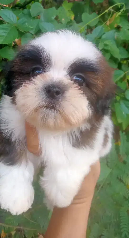 Anjing shihtzu sitsu sitzu