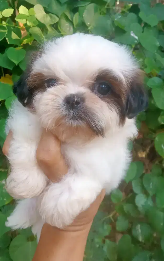 Anjing shihtzu sitsu sitzu