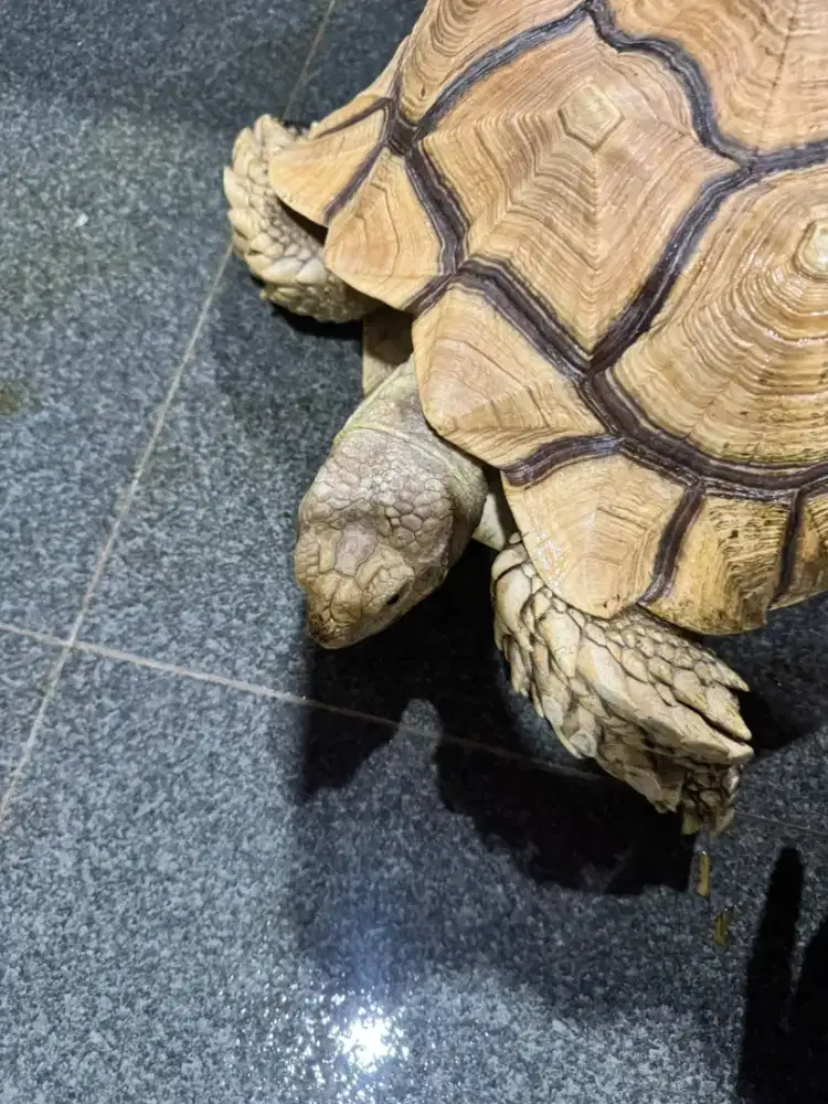 Kura-kura sulcata