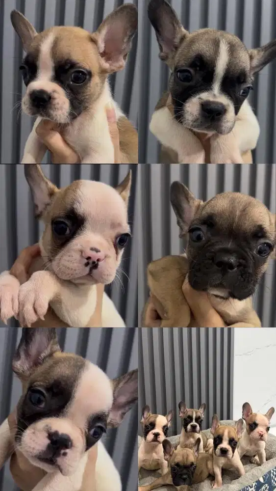 FRENCH BULLDOG BLOODLINE IMPORT