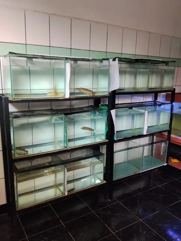 PAKET IKAN CHANNA AURANTI + AQUARIUM + RAK