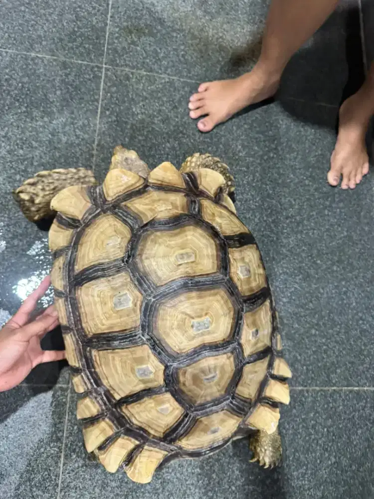 Kura-kura sulcata