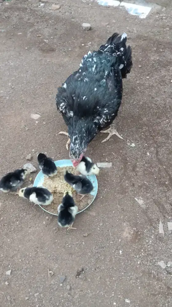 Ayam Bangkok klasik