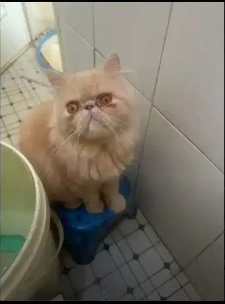 Pacak kawin peaknose longhair