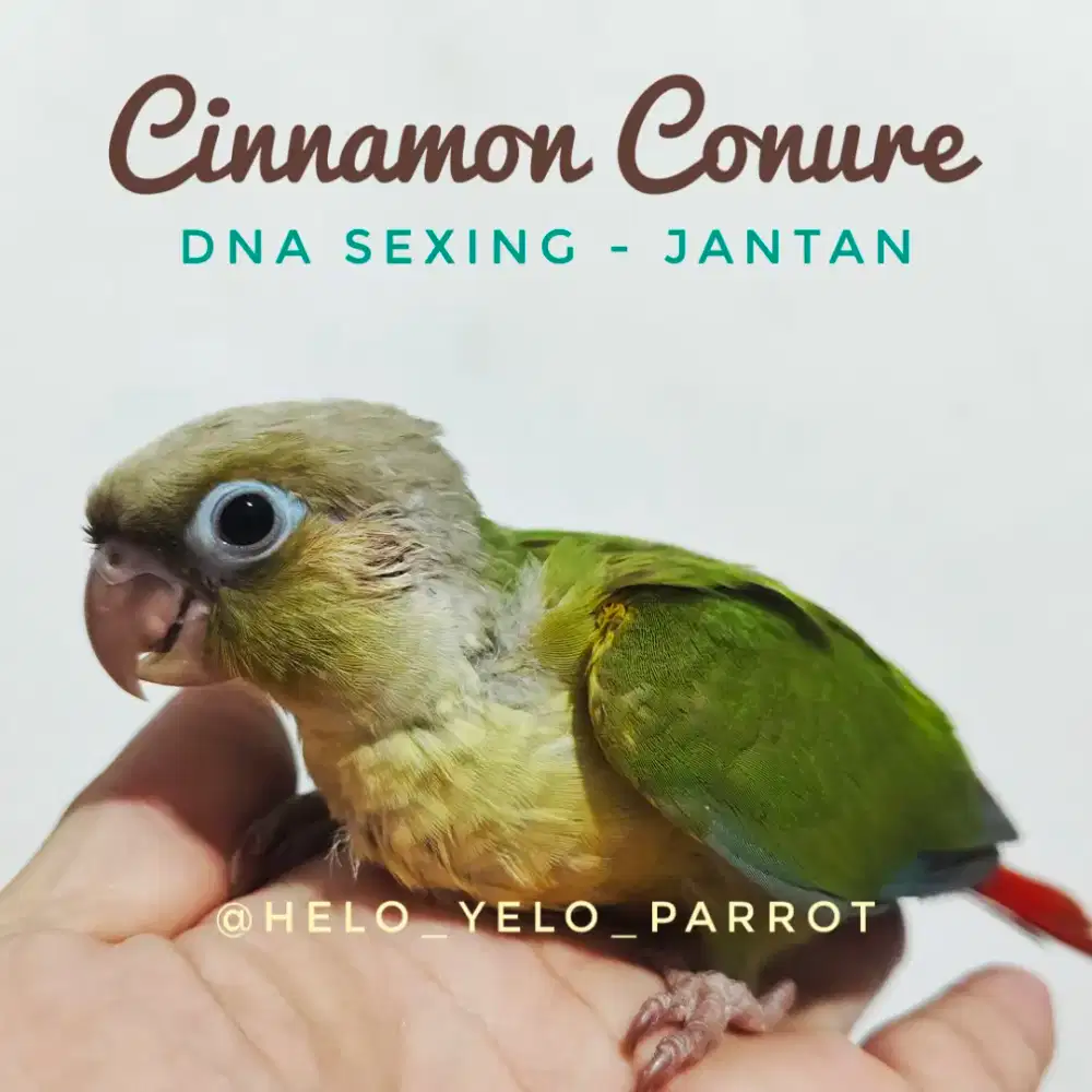 Baby Cinnamon Conure DNA Sexing JAMTAN