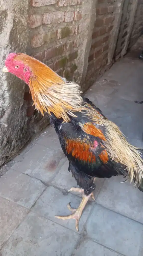 Ayam Bangkok klasik