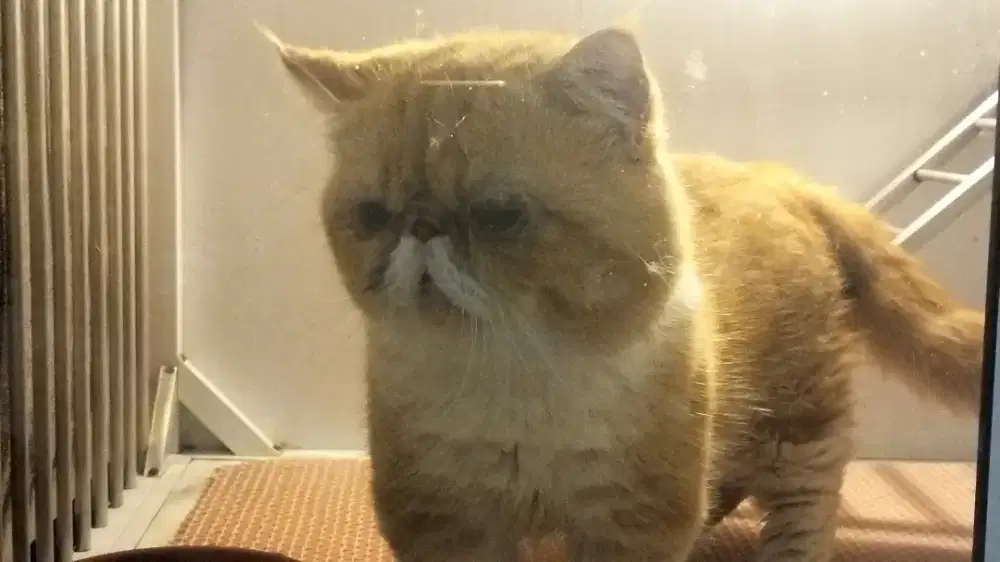 Peaknose Munchkin exo