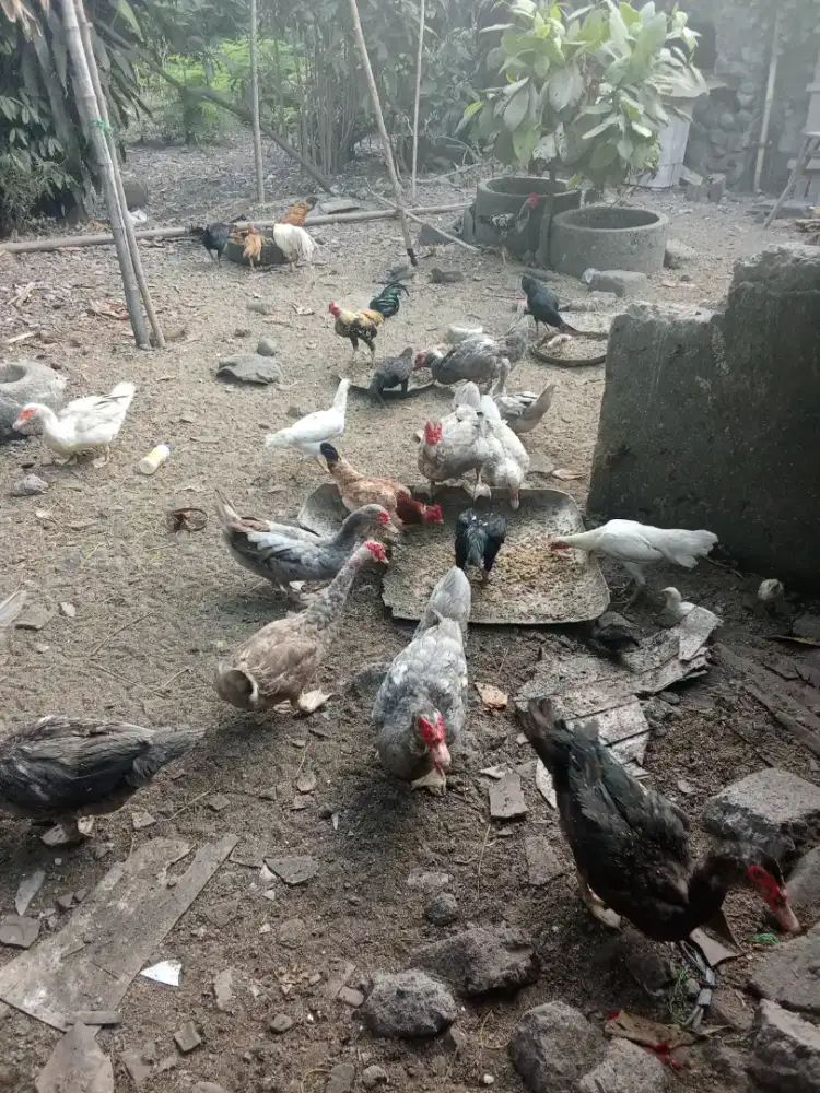 Entok mentok rambon