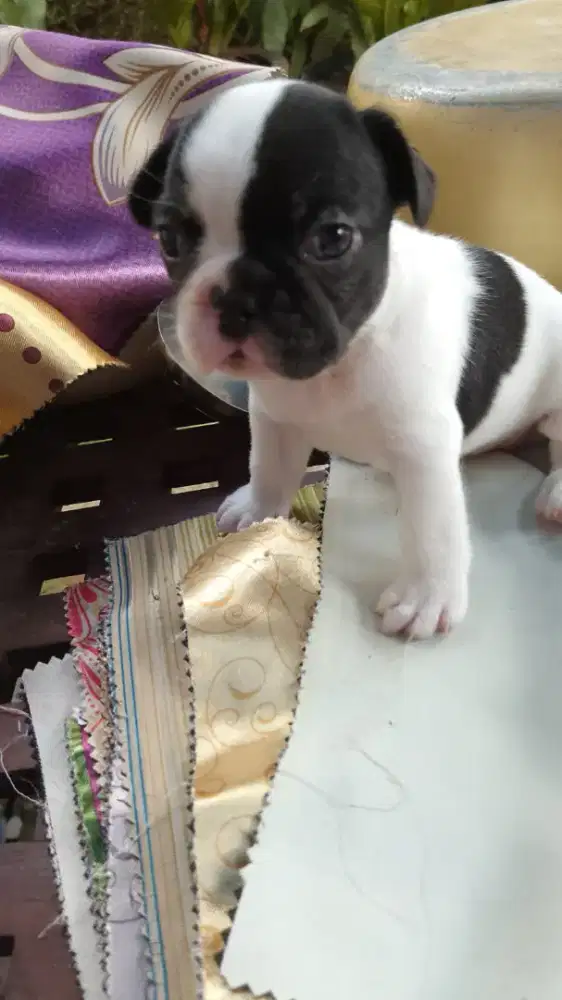 French bulldog pied betina