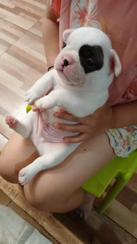 French bulldog pied jantan