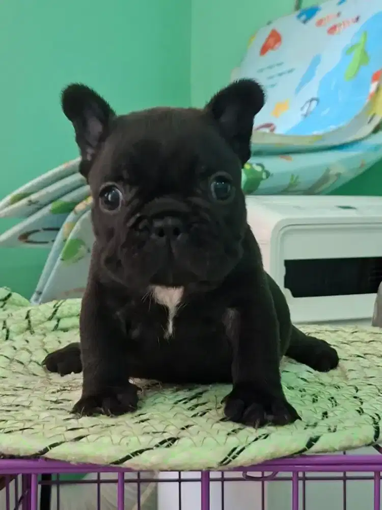 French bulldog hitam jantan