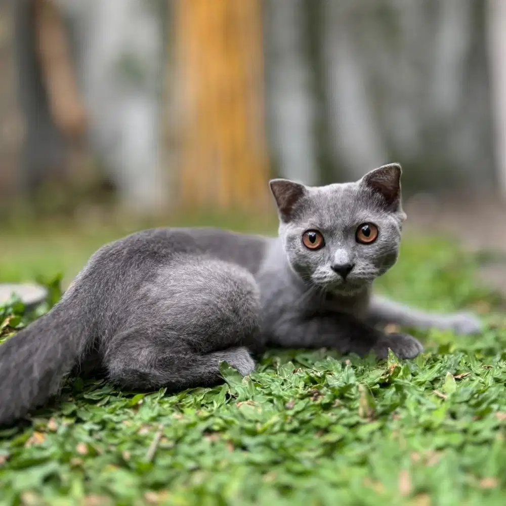 LEPAS ADOPT KUCING SCOTISH / BSH